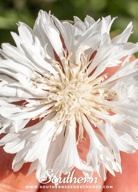 Tall White Cornflower – 100 Seeds