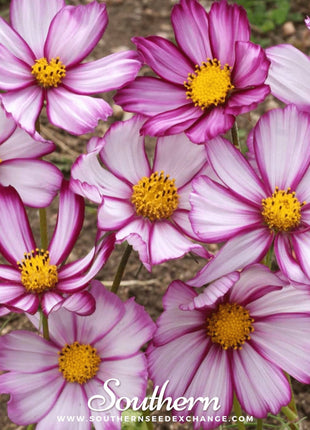 Picotee Cosmos – 100 Seeds