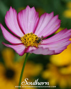 Picotee Cosmos – 100 Seeds