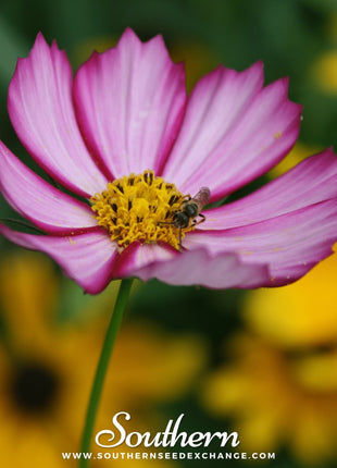 Picotee Cosmos – 100 Seeds