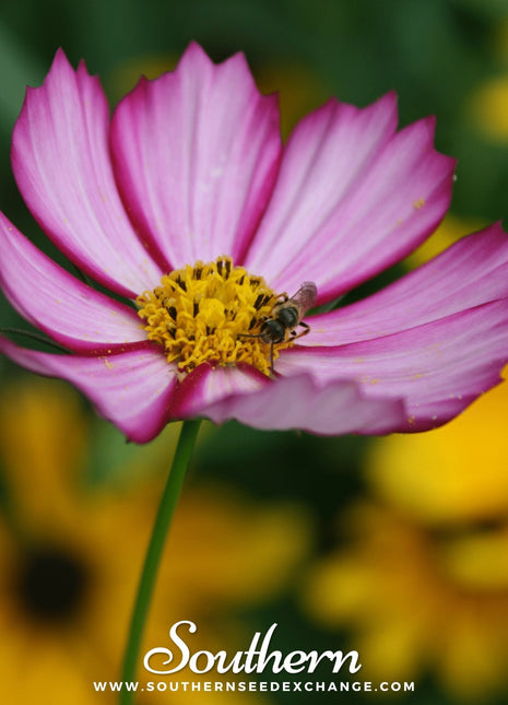 Picotee Cosmos – 100 Seeds