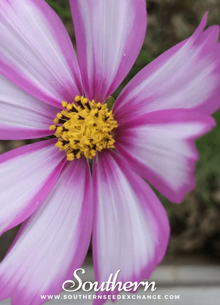 Picotee Cosmos – 100 Seeds