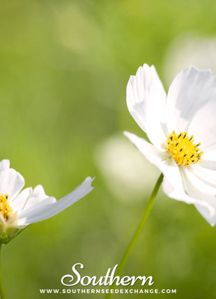 Purity Cosmos – 100 Seeds