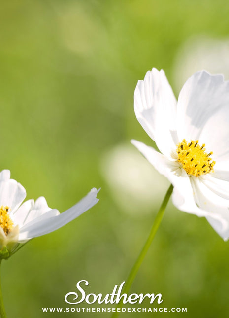 Purity Cosmos – 100 Seeds