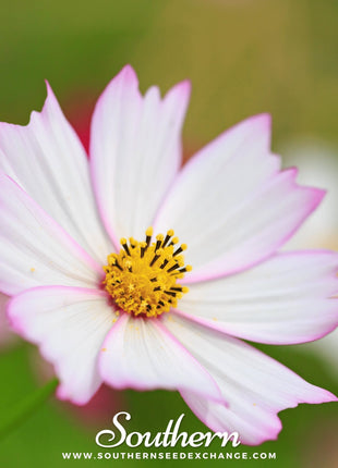 Purity Cosmos – 100 Seeds