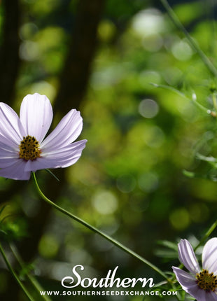 Purity Cosmos – 100 Seeds