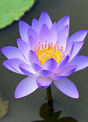 🔥 [7 days germination] Last Day Sale -49% OFF💐The Sacred Bonsai Bowl Lotus Flower