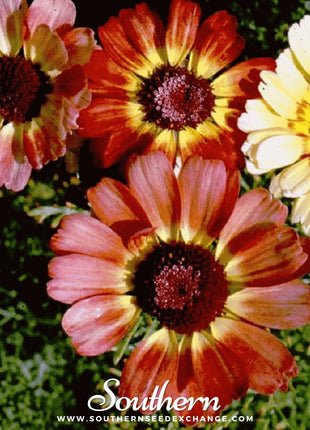 Painted Daisy – 100 Seeds