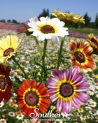 Painted Daisy – 100 Seeds