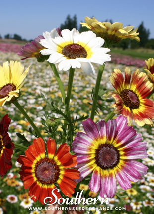 Painted Daisy – 100 Seeds