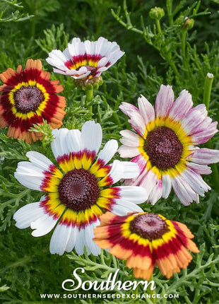 Painted Daisy – 100 Seeds