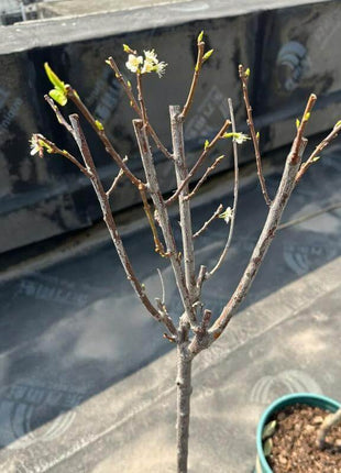 🍒 (New Harvest) Sweet Cherry Seeds 🌿Pre-Primed for High Germination (99% Germination)