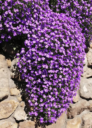 Purple Rockcress – 250 Seeds