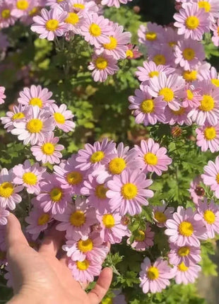 Last Day Sale - 60% OFF🌱 Pest Killer-Pyrethrum Daisy Seeds - Mixed Color