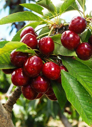🍒 (New Harvest) Sweet Cherry Seeds 🌿Pre-Primed for High Germination (99% Germination)
