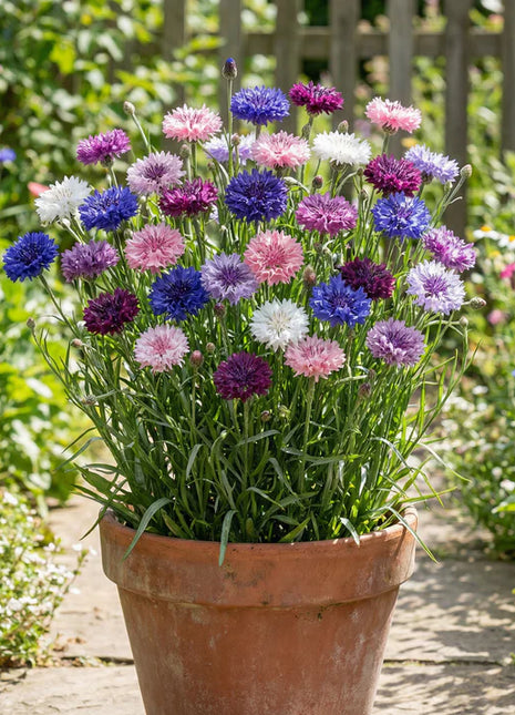 1000 Pcs Tall Mixed Colors Cornflower
