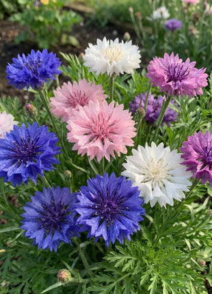 1000 Pcs Tall Mixed Colors Cornflower