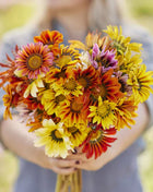 Gazania Seeds - Sunshine Mix