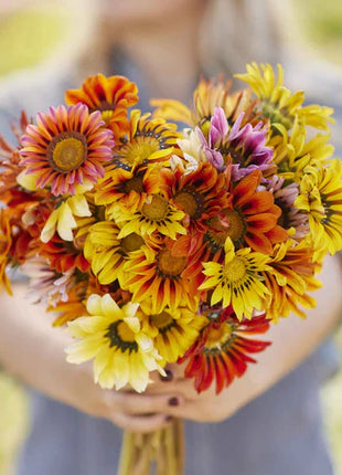 Gazania Seeds - Sunshine Mix
