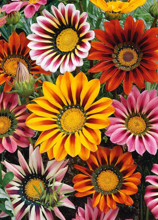 Gazania Seeds - Sunshine Mix