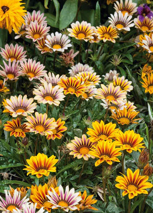Gazania Seeds - Sunshine Mix