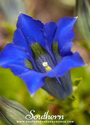 Stemless Gentian – 50 Seeds