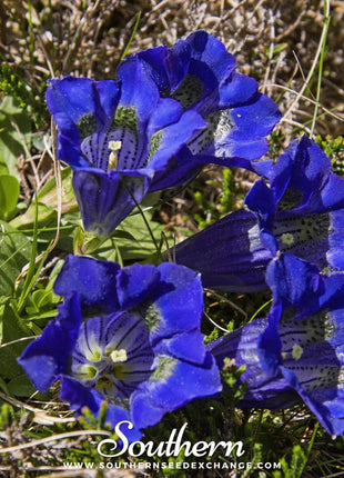 Stemless Gentian – 50 Seeds