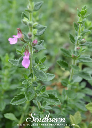 Wall Germander – 25 Seeds