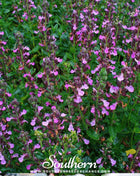 Wall Germander – 25 Seeds