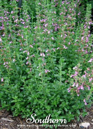 Wall Germander – 25 Seeds