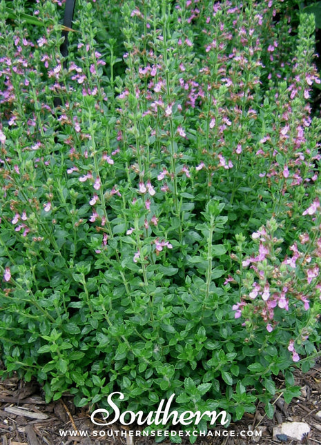 Wall Germander – 25 Seeds
