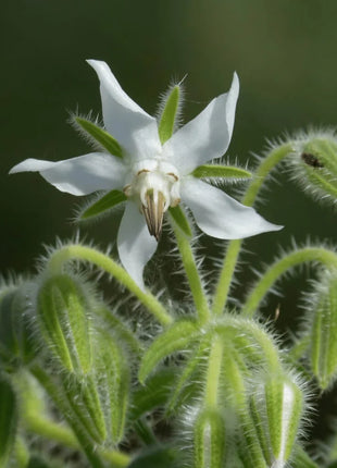 White Balloon Flower – 50 Seeds