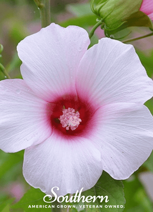 Rose Mallow Hibiscus – 25 Seeds