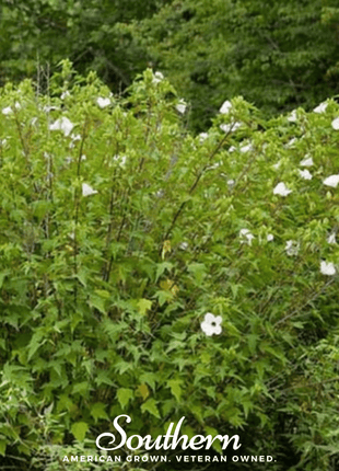 Rose Mallow Hibiscus – 25 Seeds