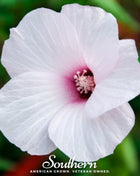 Rose Mallow Hibiscus – 25 Seeds