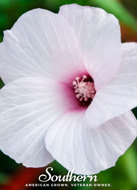 Rose Mallow Hibiscus – 25 Seeds