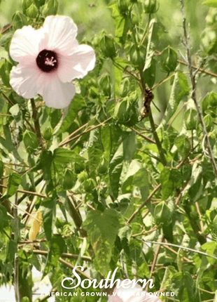 Rose Mallow Hibiscus – 25 Seeds