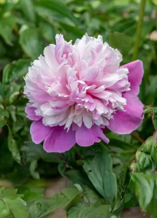 Lady Liberty Peony Seeds - Showy Blooms, Fragrant, Long-Lived, Attracts Pollinators, Excellent Cut Flower - Plant in Spring/Fall