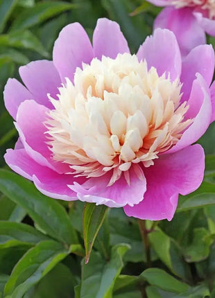 Lady Liberty Peony Seeds - Showy Blooms, Fragrant, Long-Lived, Attracts Pollinators, Excellent Cut Flower - Plant in Spring/Fall