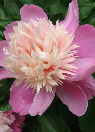 Lady Liberty Peony Seeds - Showy Blooms, Fragrant, Long-Lived, Attracts Pollinators, Excellent Cut Flower - Plant in Spring/Fall