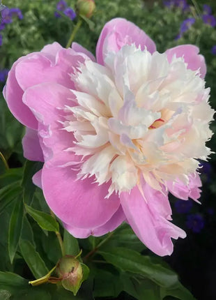 Lady Liberty Peony Seeds - Showy Blooms, Fragrant, Long-Lived, Attracts Pollinators, Excellent Cut Flower - Plant in Spring/Fall