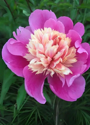 Lady Liberty Peony Seeds - Showy Blooms, Fragrant, Long-Lived, Attracts Pollinators, Excellent Cut Flower - Plant in Spring/Fall