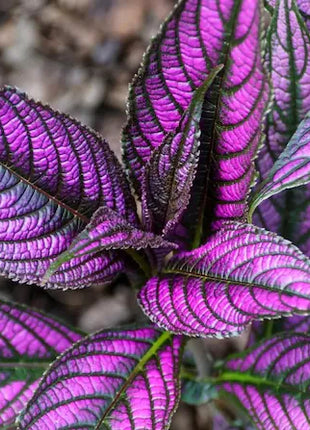 Persian Shield House Plant
