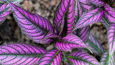 Persian Shield House Plant