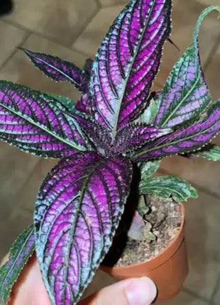 Persian Shield House Plant