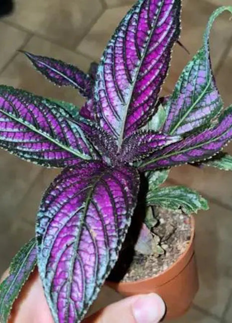 Persian Shield House Plant