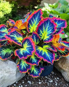 Rainbow Dragon Coleus Seeds – Colorful Shade Perennial Plant for Garden
