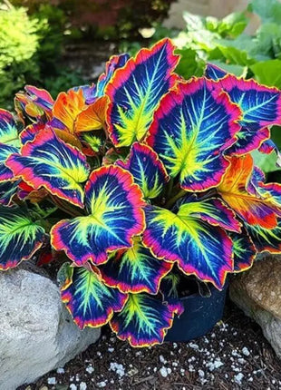 Rainbow Dragon Coleus Seeds – Colorful Shade Perennial Plant for Garden