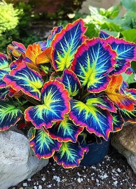Rainbow Dragon Coleus Seeds – Colorful Shade Perennial Plant for Garden