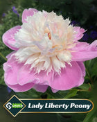 Lady Liberty Peony Seeds - Showy Blooms, Fragrant, Long-Lived, Attracts Pollinators, Excellent Cut Flower - Plant in Spring/Fall